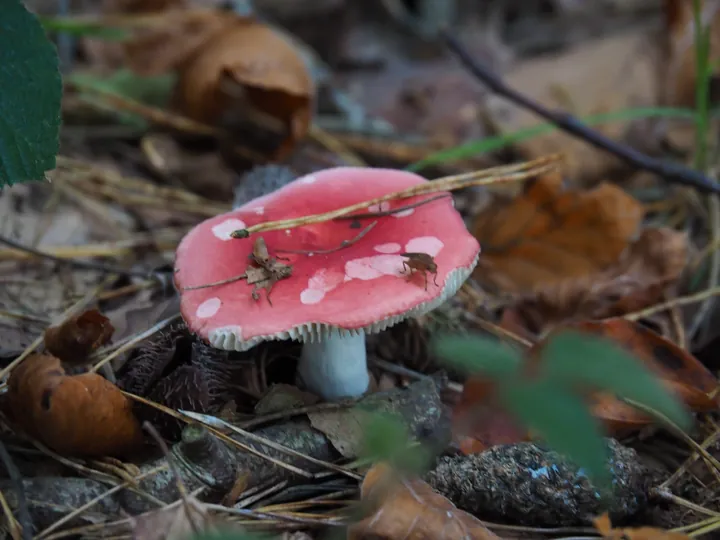 Vagevuurbos an Lippensgoed-Bulskampveld (Belgium)